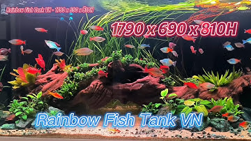 Bể Cá Cầu Vồng & Lũa Cầu Vồng Siêu To, Siêu Đẹp - Đoàn Đại