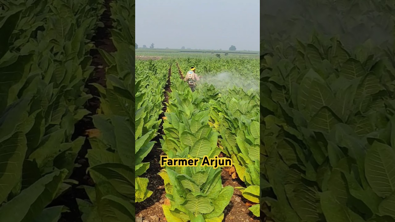 Second spray for tobacco plants spray fertilizer for tobacco field 