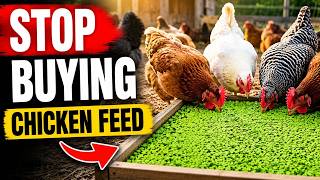 10 Free Plants That Replace Chicken Feed and Grow Forever (Why did They Hide It?!) 9 Free Plants That Replace Chicken Feed And Grow Forever Why Did They Hide It