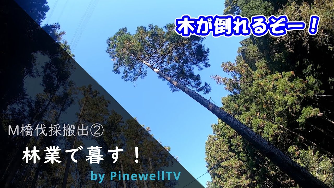 林業で暮す！M橋伐採搬出②根切