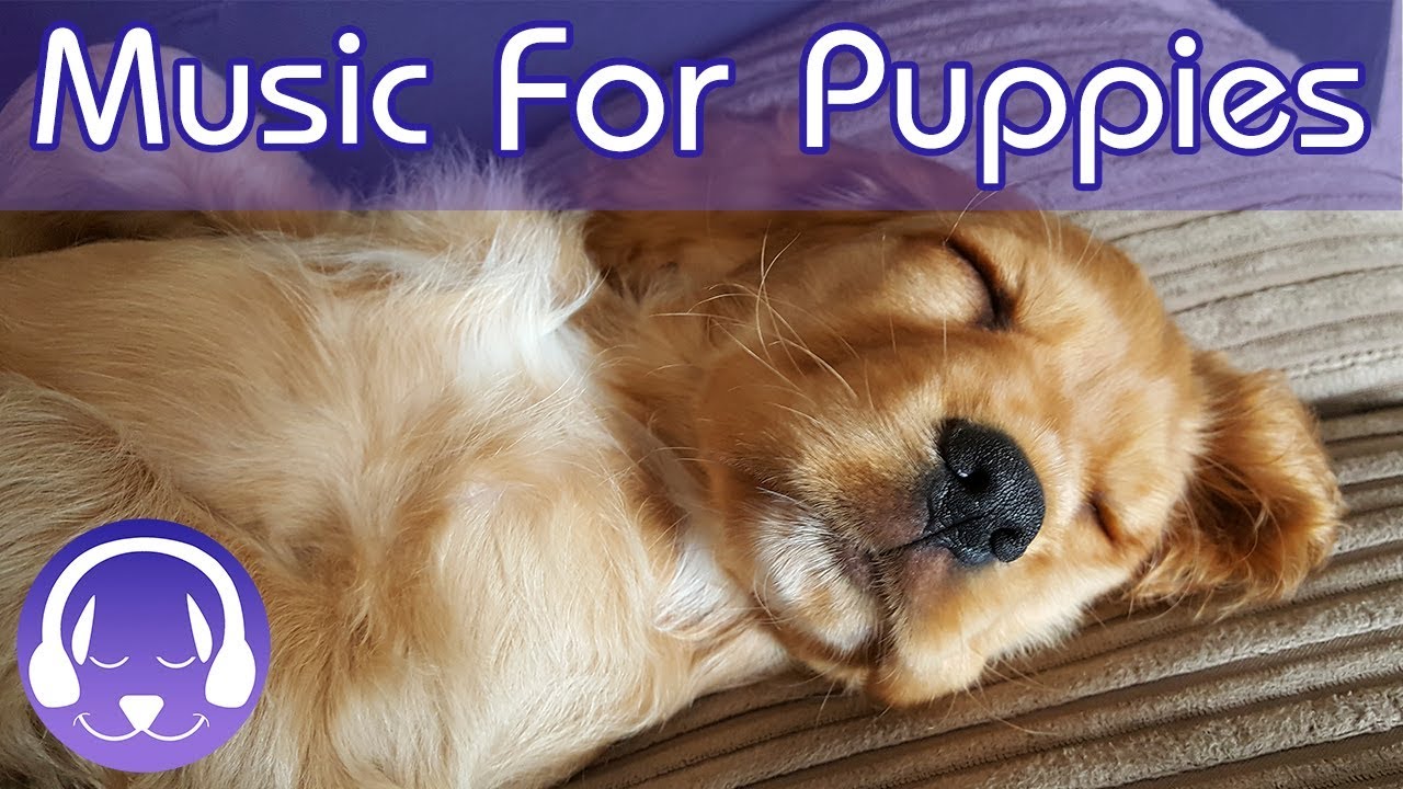 12 Hours Of Music For Puppies How To Calm My Puppy With Teething Or 12-hours-of-music-for-puppies-how-to-calm-my-puppy-with-teething-or