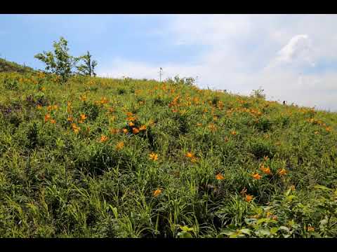 Video: Norsky nature reserve in the Amur region: general characteristics, flora and fauna