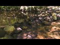 Water Stream Sounds Ambience Nature Sounds