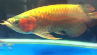 IMG 0057   YouTube