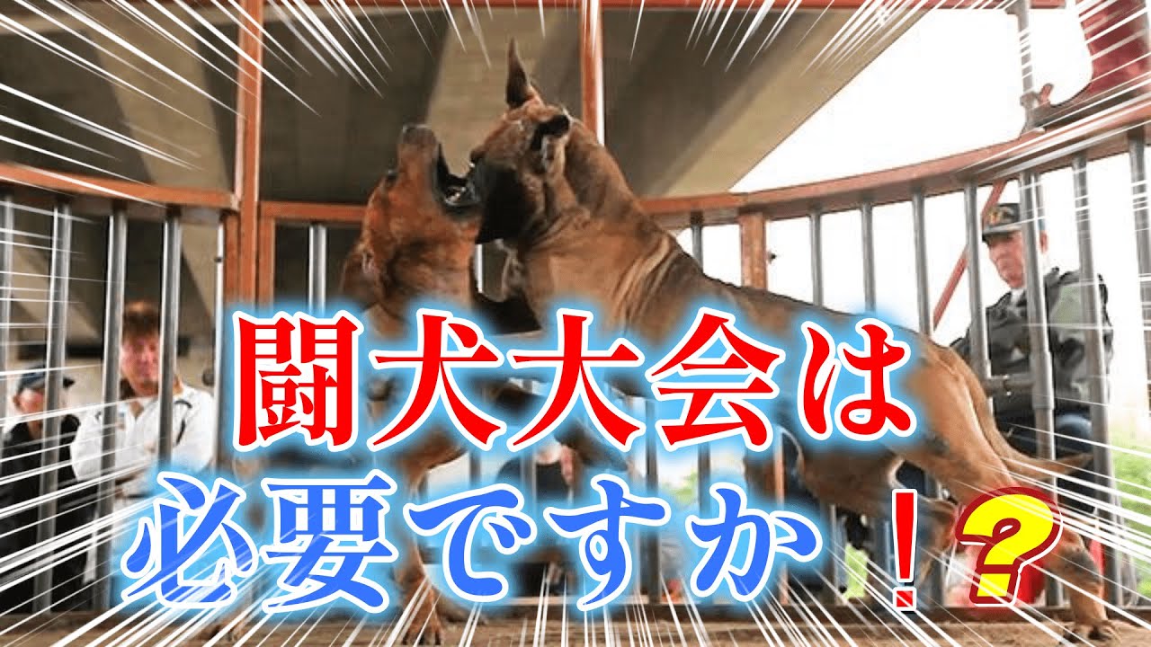 殺し合いを競わせる 闘犬業会の悪 Youtube