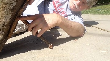 Two Stick Dead Fall Trap