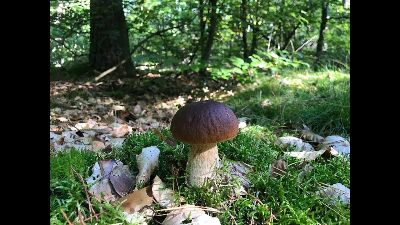 Grzyby Borowiki Ładny las Grzybobranie 27.09.2025