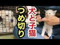 野良猫時の伸び切った爪を切られる子猫とラブラドールレトリバー