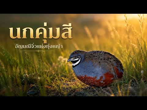 นกคุ่มสี อัญมณีจิ๋วแห่งทุ่งหญ้า