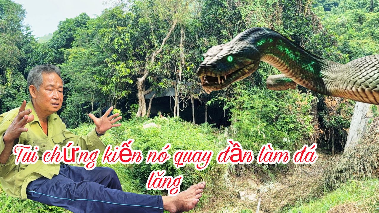 Chấn động người dân núi cấm chạm mặt mãng sà khổng lồ sém mất m:ạng