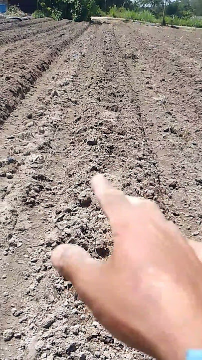 land preparation for intercropping chilies and cucumbers #shorts