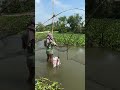 Wow! Amazing Fish Catching Technique Video#fishing #villagefishing #amazingskills