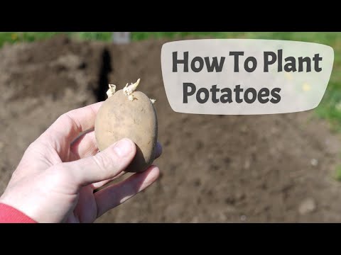 How To Plant Potatoes: Planting Potatoes On A Uk Allotment.