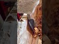 Carving a large piece of wood into a canoe shape using a sharp metal adze tool for woodworking