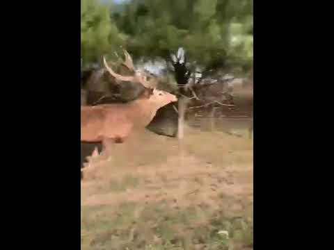 الغزال الضخم الموظ و هو يجري بسرعة كاد أن يدهس المصور