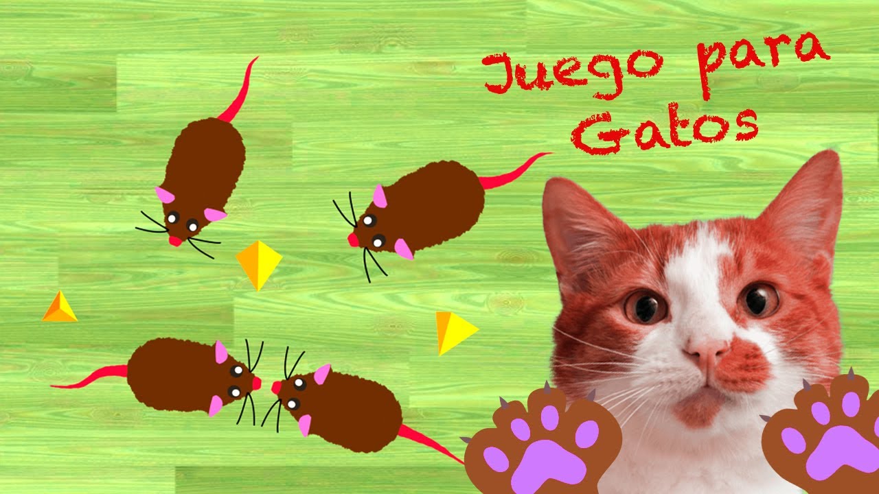 JUEGOS PARA GATOS Atrapar ratas RATONES en pantalla. VIDEO