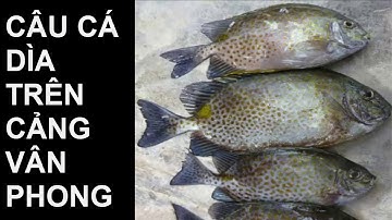 FISHING || CÂU CÁ DÌA VÀO NGÀY GIÓ NỒM RỘ TRÊN CẢNG CÁ VÂN PHONG | NGƯỜI VÙNG BIỂN