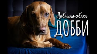 Любимая собака Добби породы «Ушастый сочинский Кьеркегор»