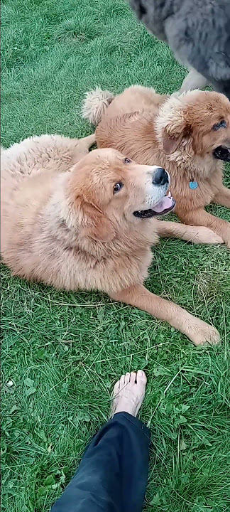 Giant Tibetan Mastiff puppies wrestling and cuddling