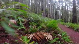 Find Your Peaceful Redwoods: Prairie Creek Trail