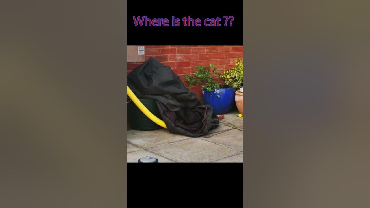 Find the cat in the picture findtheanswer funny viral trending