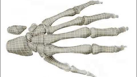 Hand Skeleton 3D model from CGTrader.com