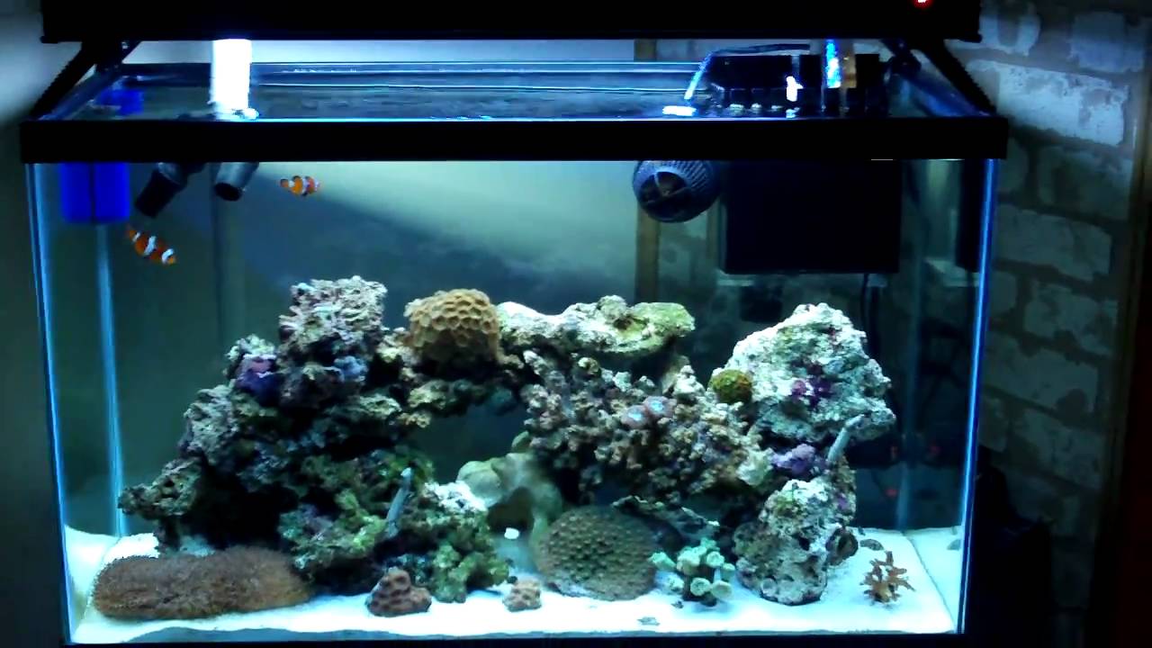 30 gallon reef tank update 3 youtube 30 gallon reef tank lighting