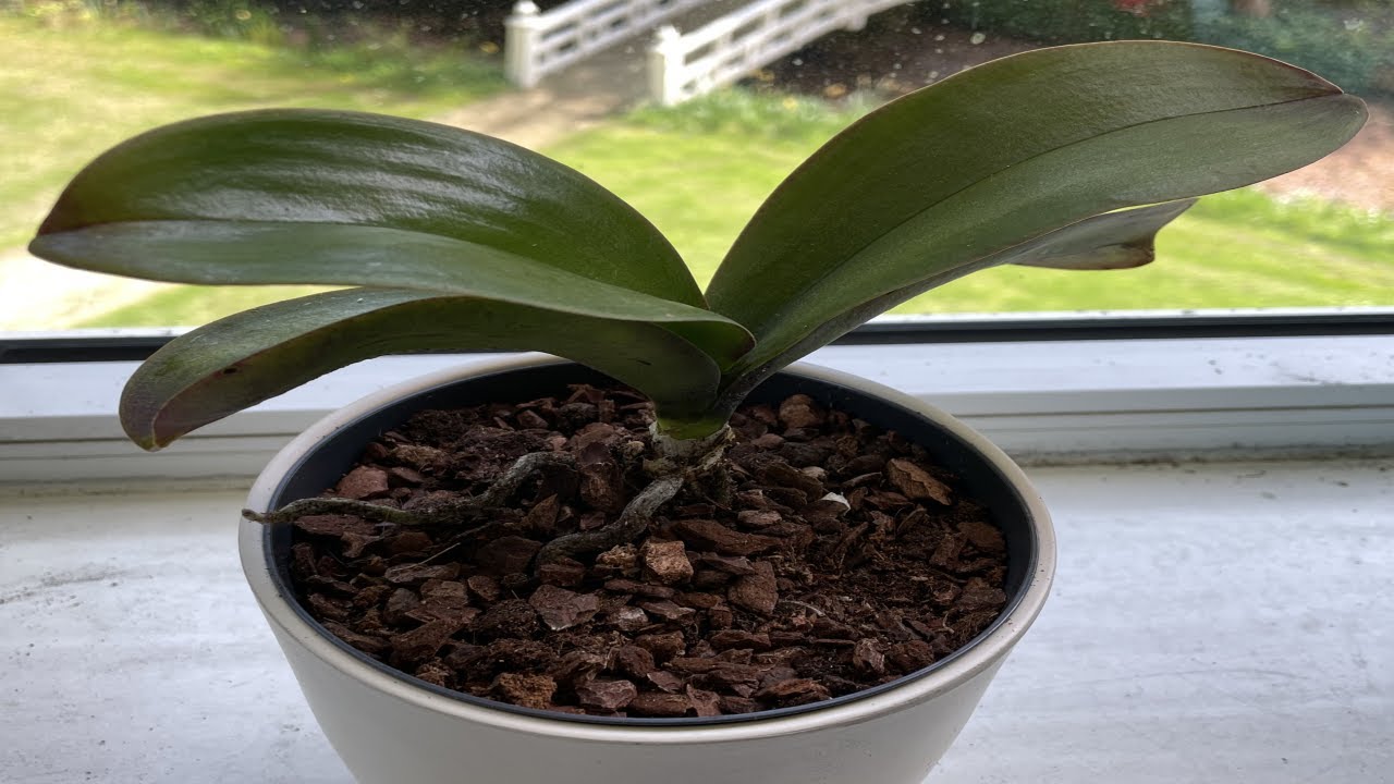 Wat Te Doen Met Uitgebloeide Orchidee