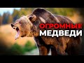 Самые большие медведи! Топ 10.