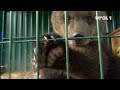 Карен Даллакян берётся за спасение тюменских медвежат