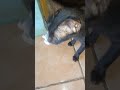 si hitam tam dari laut Jawa