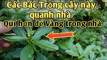 Bài thuốc trị Tiểu Đường,Đau nhức xương khớp, cao huyết áp.PHAN HẢI channel.