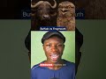 Frogmouth vs Buffalo: The Strangest Animal Comparison You Never Expected!