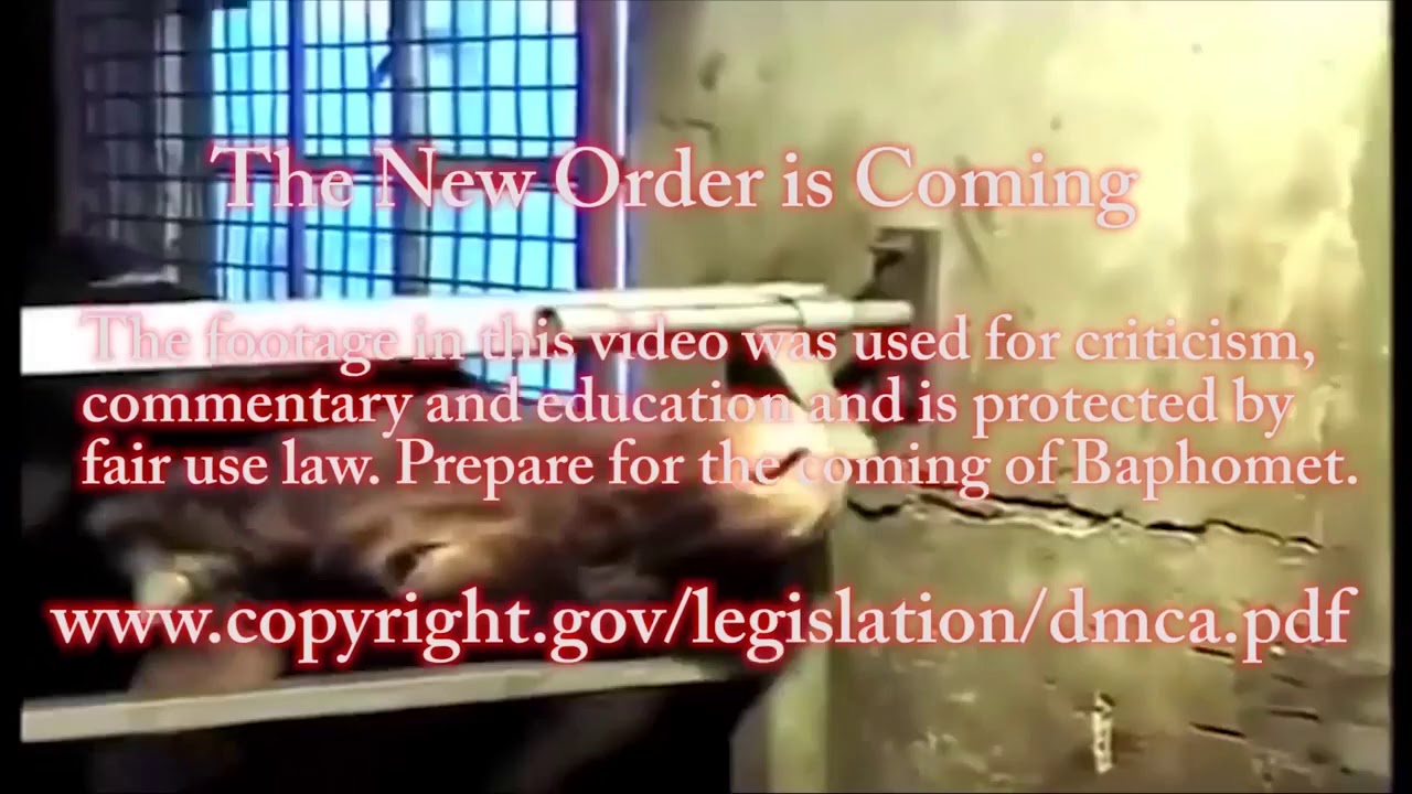 Vegan gains lazar angelov worst of the fitness industry