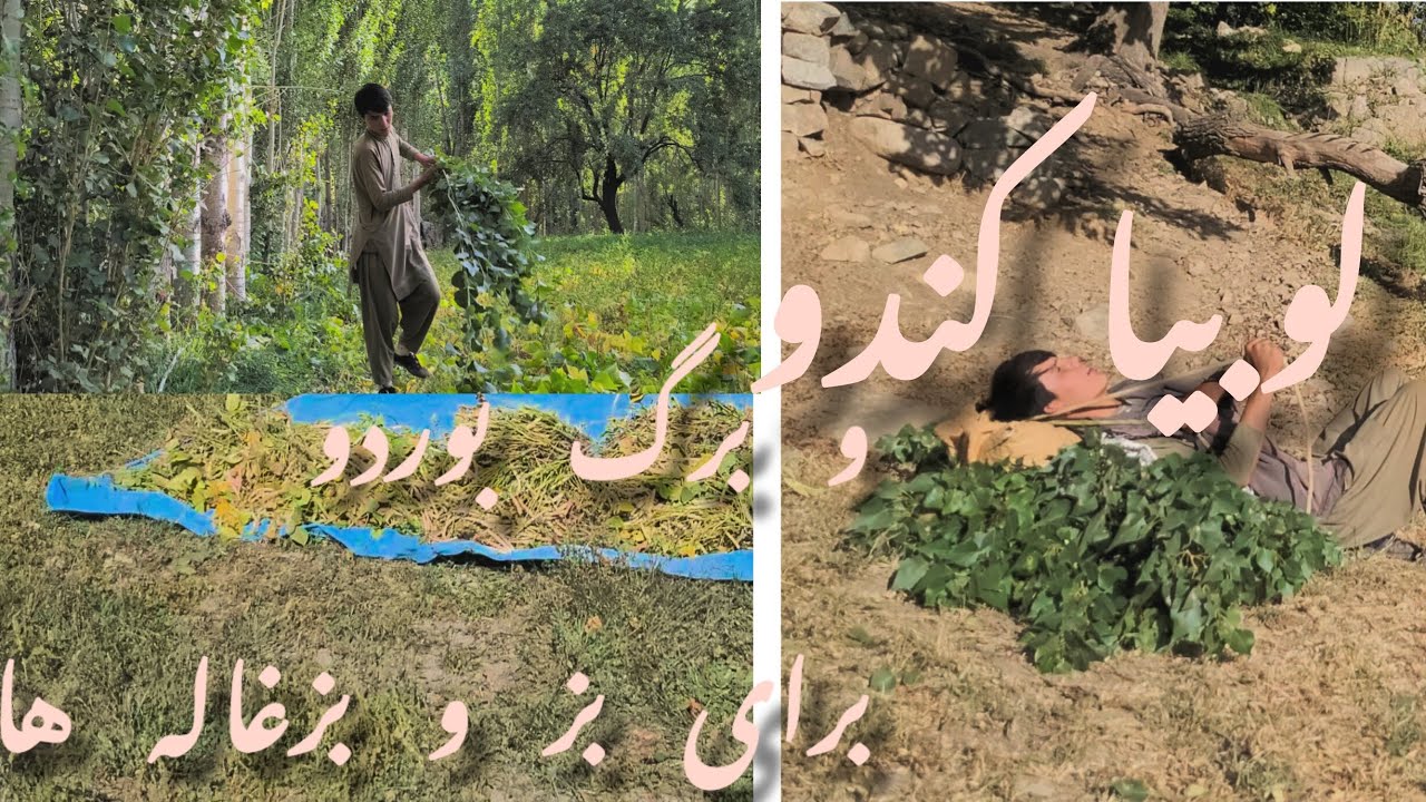 فصل لوبیا و بادام در