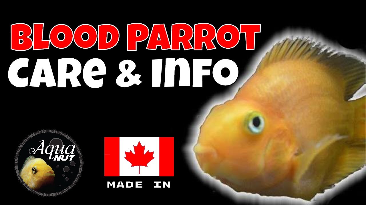 parrot fish care