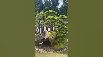 Bonsai cụm rừng trên máng lũa