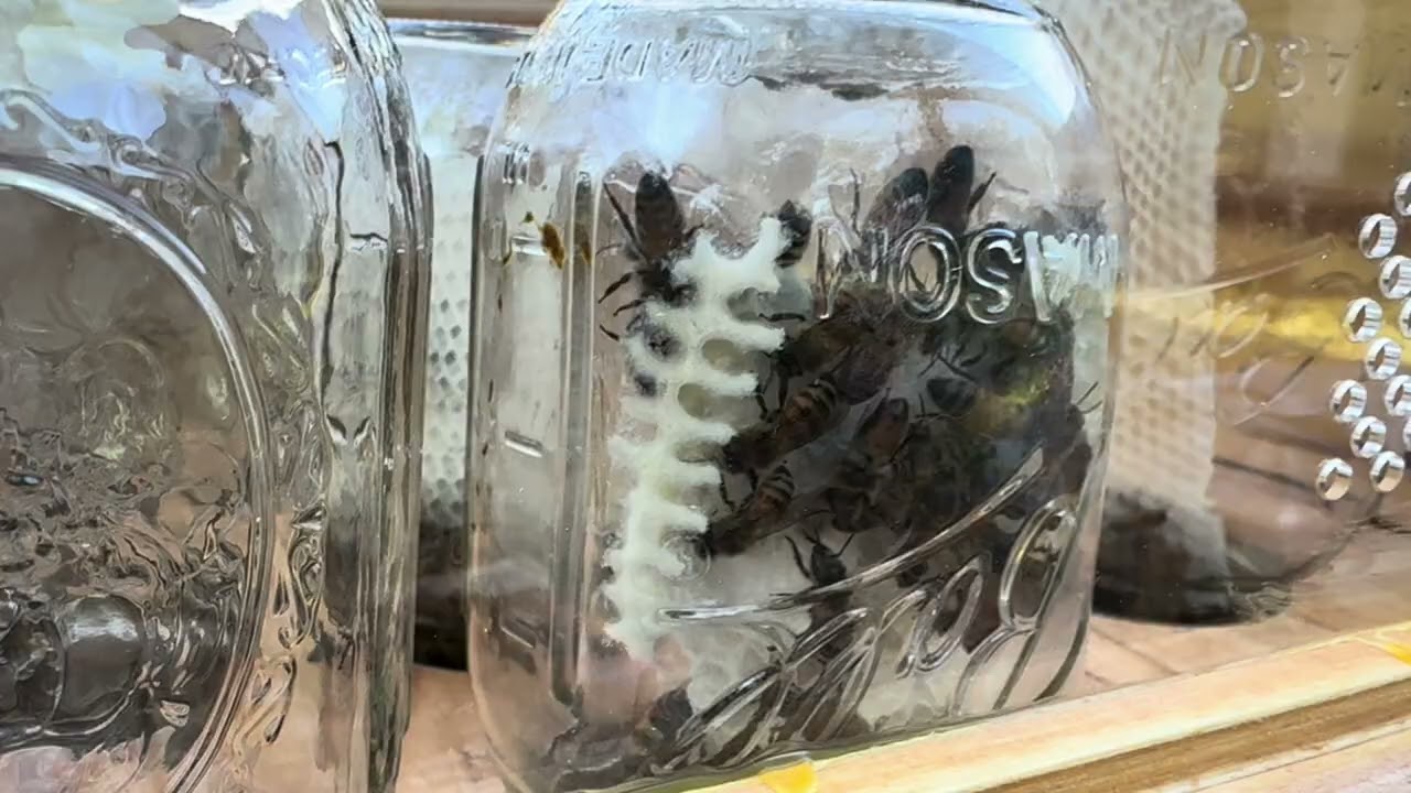 Honeycomb in a Jar Update #2.