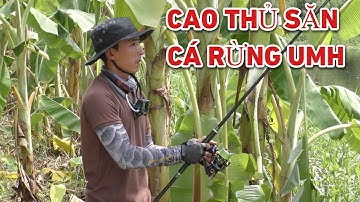 Câu cá lóc rừng U Minh Hạ vô tình gặp cao thủ trong nghề
