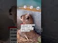 Así fue la captura de un puma salvaje en Chile