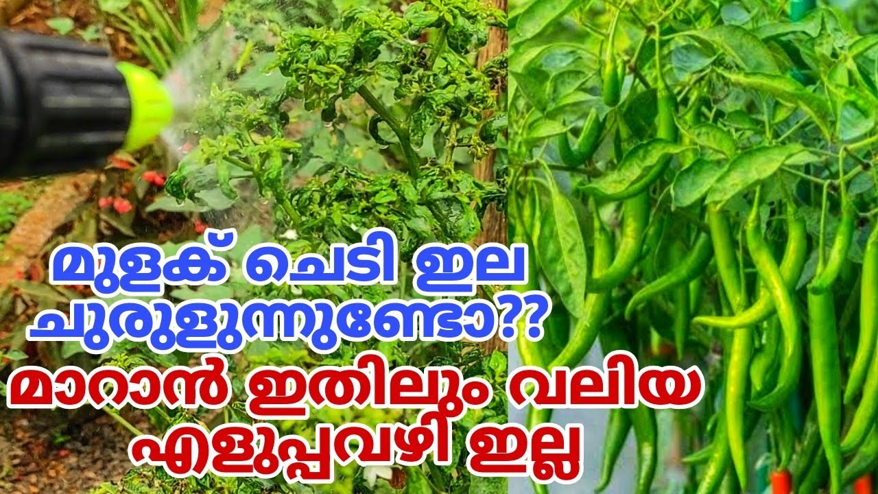 മുരടിപ്പ് വരാതെ പച്ചമുളക് കൃഷി ചെയ്യാം | Pachamulaku Krishi in Malayalam| Chilli Krishi