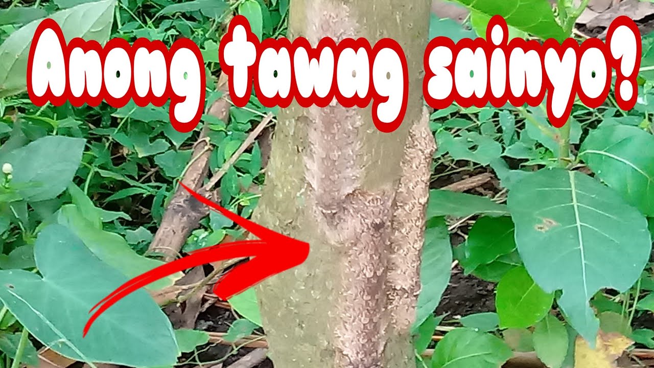 anong-tawag-sainyo-ito-youtube