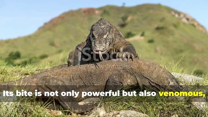 🎬 **"Feral Dog vs Komodo Dragon vs Wild Boar: Who Wins?"** 🎬