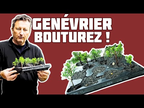 Vidéo: Nous Multiplions Le Genévrier Par Bouturage