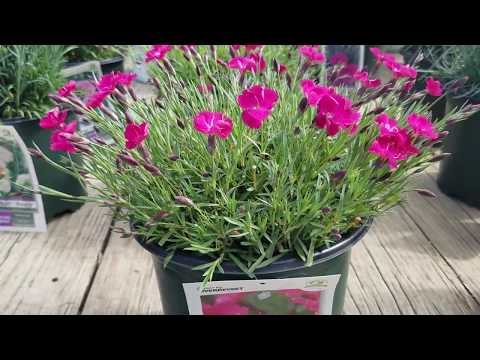 Видео: Грижа за Firewitch Dianthus: Отглеждане на цветя на Firewitch в градината