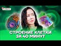 Строение клетки за 40 минут | Биология ЕГЭ 2022 | Умскул