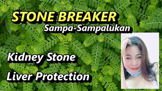 10 BENEFITS OF STONE BREAKER (Sampa Sampalukan) 1M