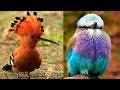 7 Oiseaux Africains Les Plus Exotiques Qui Existent