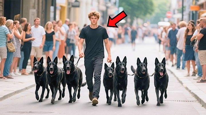 Man Walks His Dogs Every Morning – Until People Discover He’s Hiding an Unbelievable Secret! 😱❤️