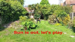 Greyhounds in the garden.